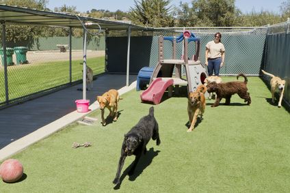 Dog Poop Removal for Multi-Pet Households: Why It’s a Game Changer Thumbnail