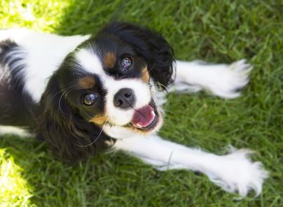 How Often Should You Clean Your Yard? Understanding the Health Risks of Pet Waste